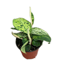 4" Homalomena Camouflage 